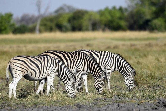 Full-Day Hwange National Park Tour From Victoria Falls