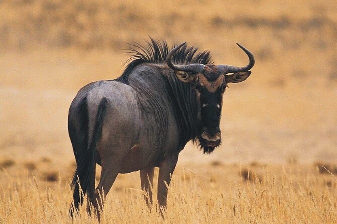 Full Day Isimangaliso Wetlands & Boat Cruise Tour From Durban