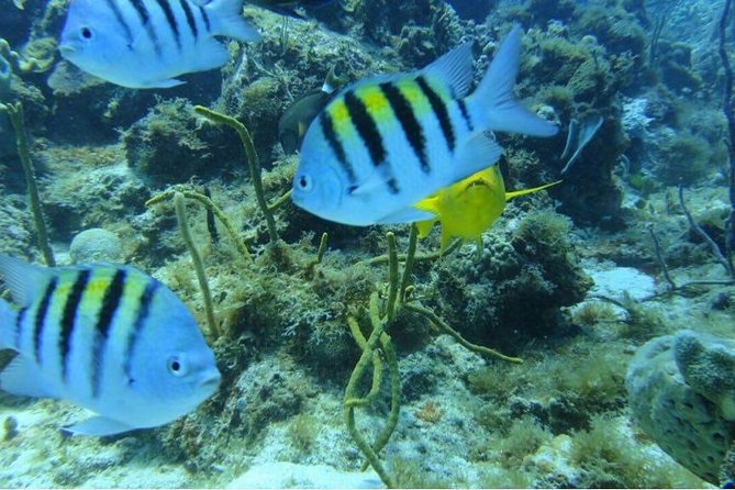 Full Day: Snorkeling in Catalina Island, With Lunch
