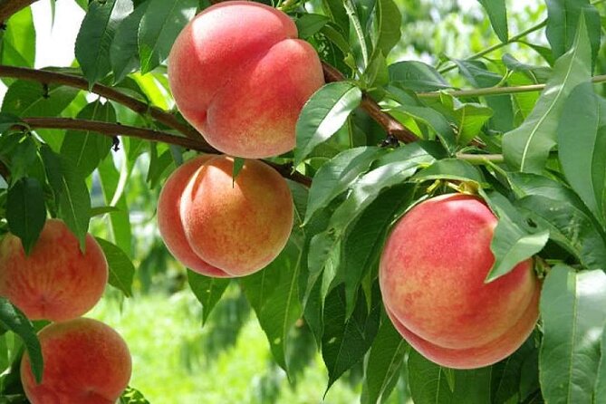 Full Day Tour in Mount Fuji and Oishi Park With Fruit Picking