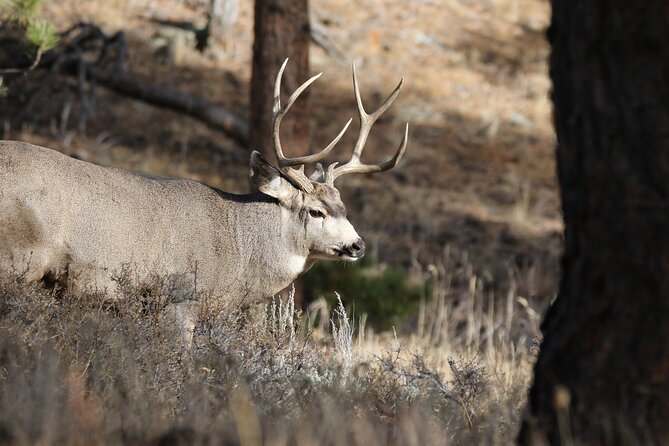Full Day Tour in Rocky Mountain National Park Lunch Included