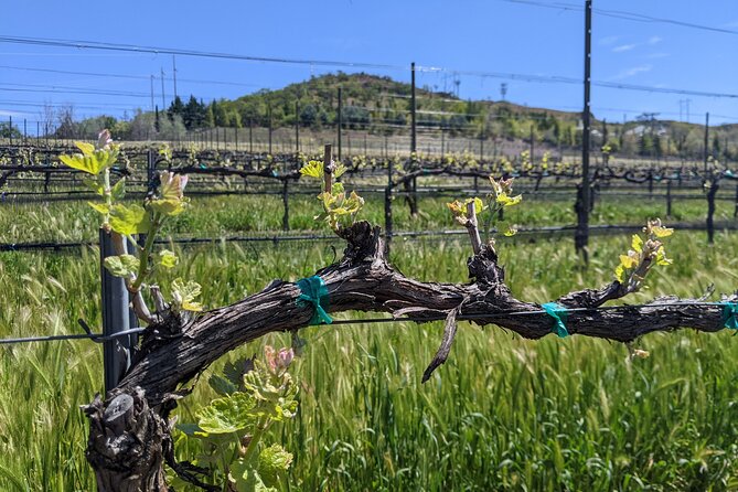 Full-Day Tour of Rogue Valley Wineries