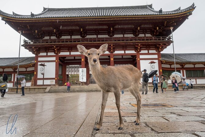 Full Day Tour to Fushimi Inari, Nara Park and Osaka From Kyoto