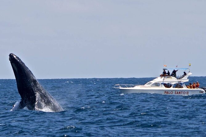 Full-Day Whale Watching Tour in Samana Bay From Cabeza De Toro