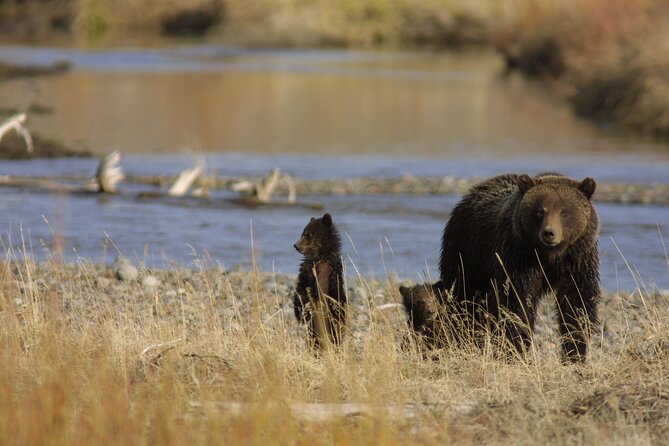 Full Day Wildlife Tour in Yellowstone Lamar Valley to Canyon