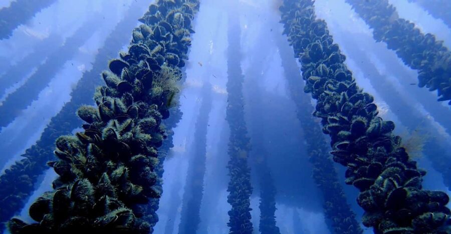 Full Scientific Tourism in the Cíes Islands