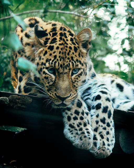 Fully-Loaded Sri Lanka | FREE Trip to Sigiriya and Dambulla