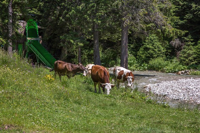 Fun Into the Wild - One Day Tour From Bucharest - Transportation Details
