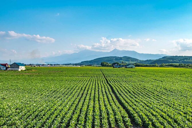 Furano & Biei 4 Hour Tour: English Speaking Driver Only, No Guide - Transportation Details