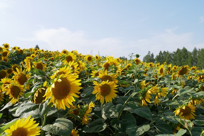 Furano Biei Tour Sapporo DEP: English Speaking Driver, No Guide