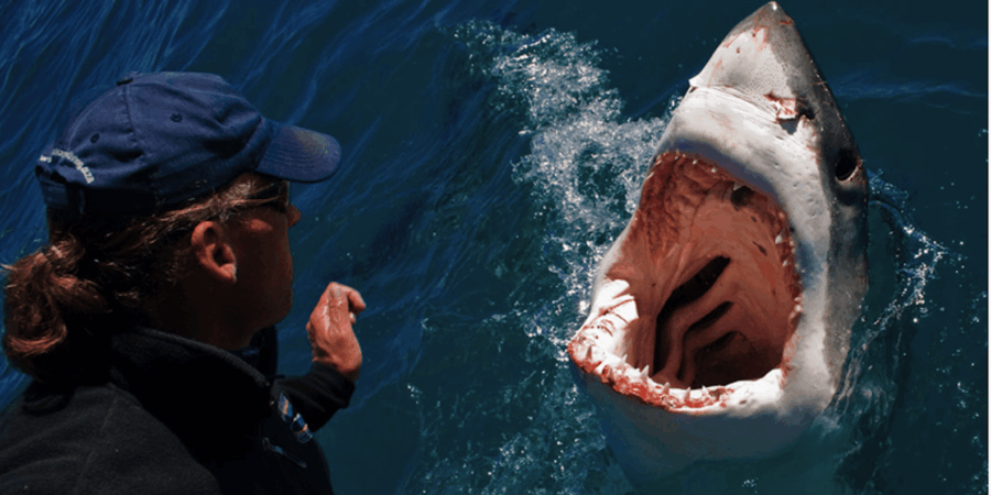 Gansbaai: Shark Cage Dive and Onboard Viewing