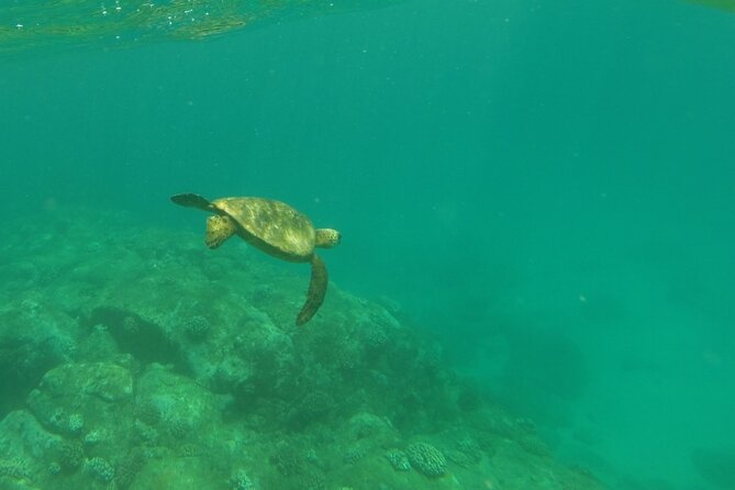 Glass Bottom Kayak – Guaranteed to See Turtles!