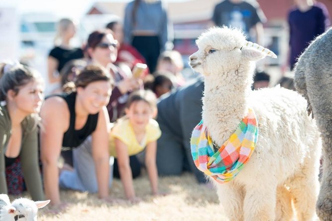 Goat and Alpaca Yoga in Arizona