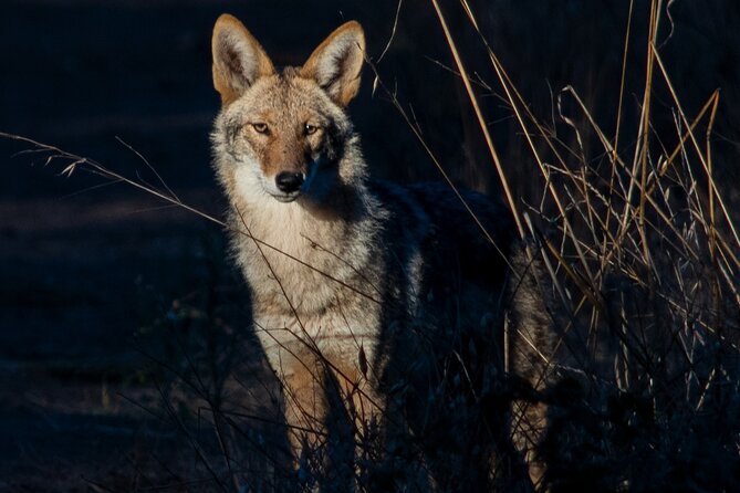 Golden Gate Park Twilight Wildlife Tour Review