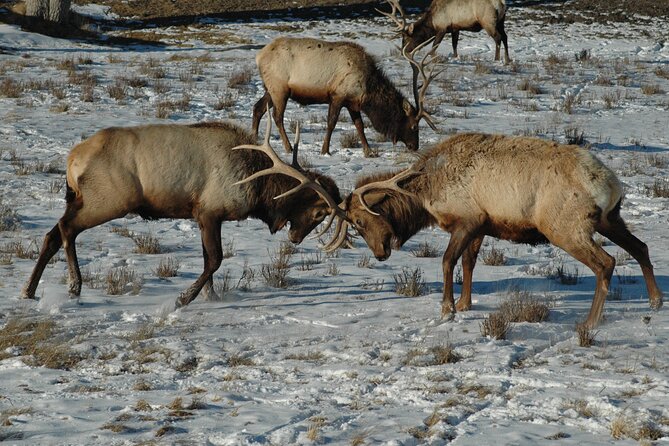 Grand Teton National Park Full Day Tour Review