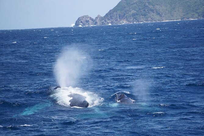Great Whale Watching at Kerama Islands and Zamami Island