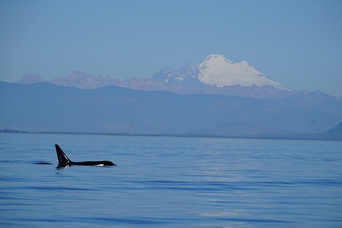 Guaranteed Whale Watching Tour - Tour Overview