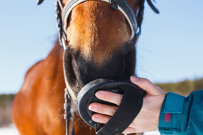 Guided Experience to Learn About Horses and Horse Care - Overview of the Experience