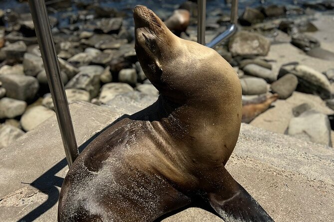 Guided Historic La Jolla Village Walking Tour - Discovering La Jollas Vibrant Arts and Culture