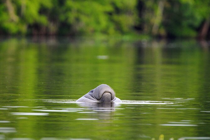 Guided Kayaking Manatee Tour Review - Tour Overview