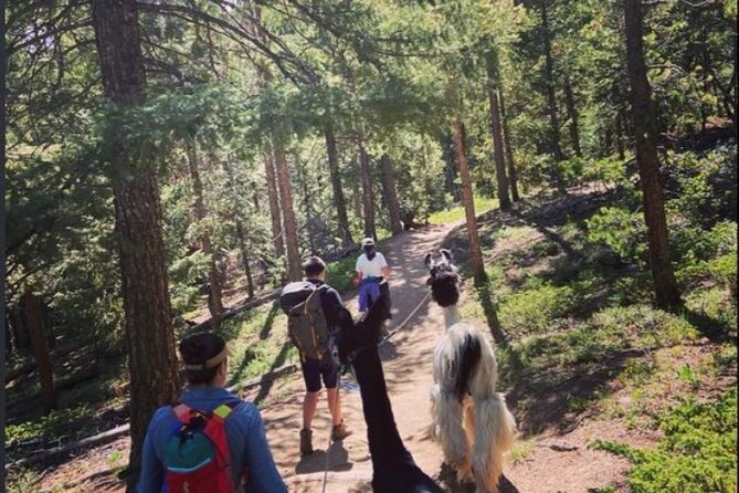 Guided Llama Hike in the Rocky Mountains - Overview and Experience