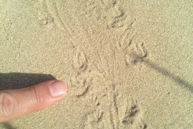 Guided Marine Walk: – Sardinia Bay (Marine Protected Area) – 2 Hours
