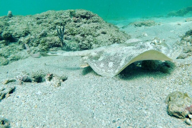 Guided Reef Snorkeling Tour in Pompano Beach Review - Meeting and Pickup