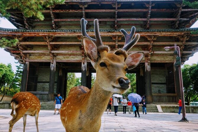 Guided Tour of Todai-ji and Nara Park (Guide in Spanish)