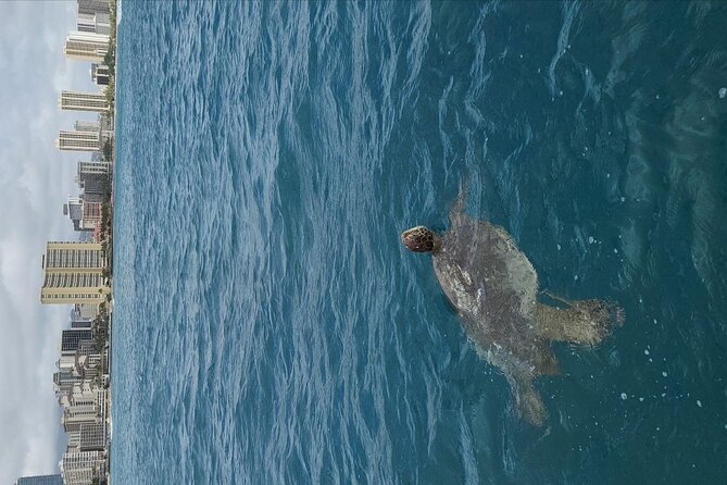 Guided Waikiki Turtle Snorkeling Review - Inclusions and Amenities