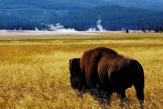 Guided Yellowstone Wildlife Tour Review