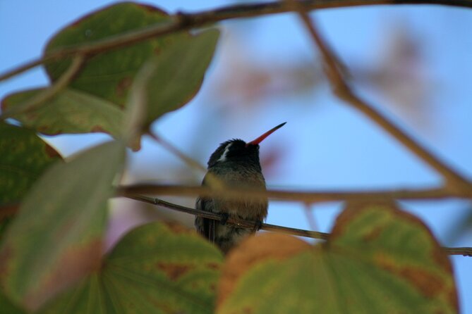 Half-Day Bird Watching Endemics Activity in Los Cabos