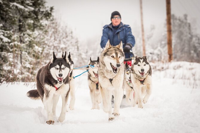 Half Day Drive Your Own Dog Team Dog Sledding Tour