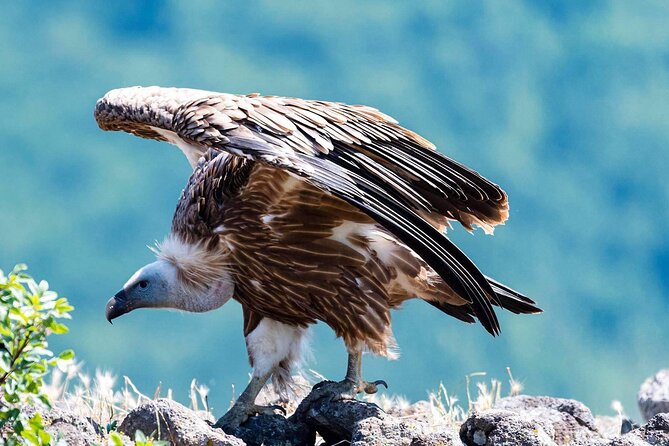 Half-Day Group Guided Birdwatching Tour With Ravadinovo Castle