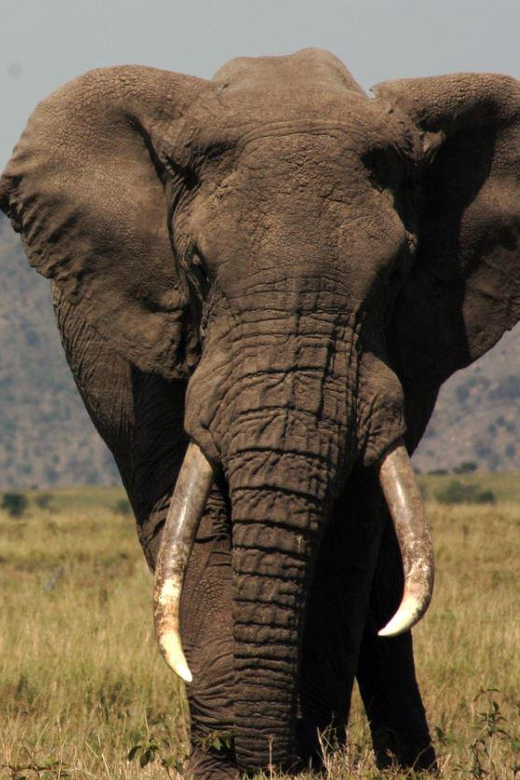 Half Day Hluhluwe Imfolozi Game Reserve From Richards Bay