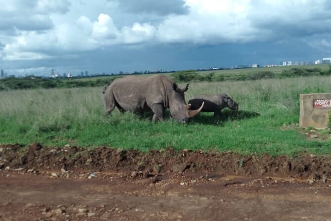 Half Day Morning or Afternoon Guided Tour : Nairobi National Park - Overview of the Tour