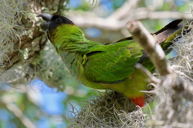 Half-Day Private Bird Tour of Fort De Soto Park in St. Petersburg – 2 Person Max