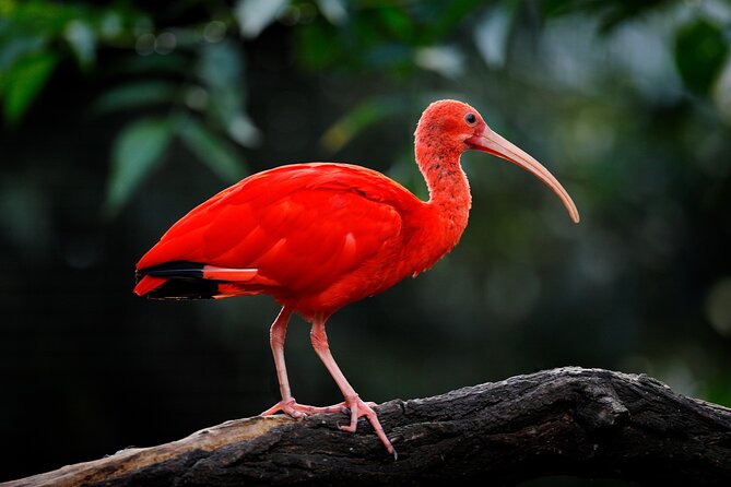 Half-Day Private Tour in Trinidad and Tobago