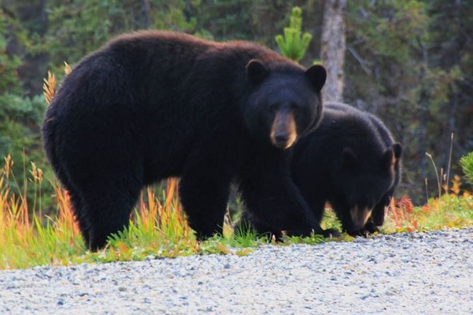 Half Day Yukon Suspension Bridge & Summit Tour