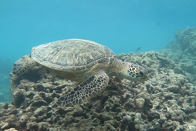 Hanauma Bay Guided Snorkeling Tour With Transportation