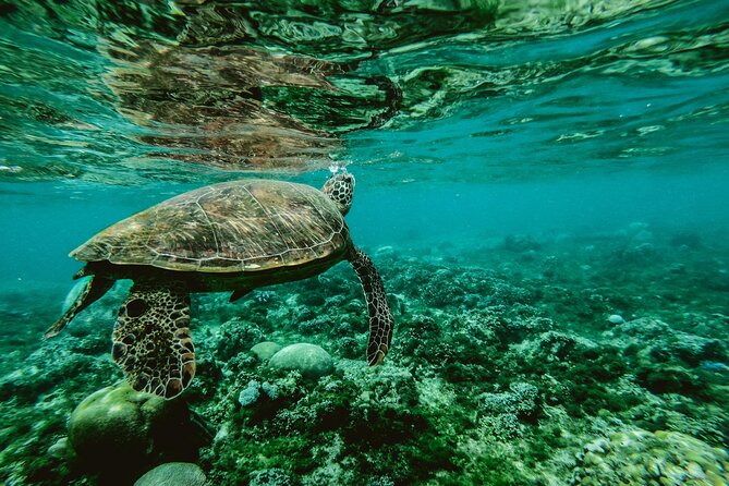 Hanauma Bay Snorkel