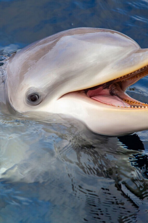 Harderwijk: Dolfinarium Entry Ticket - Ticket Pricing and Options