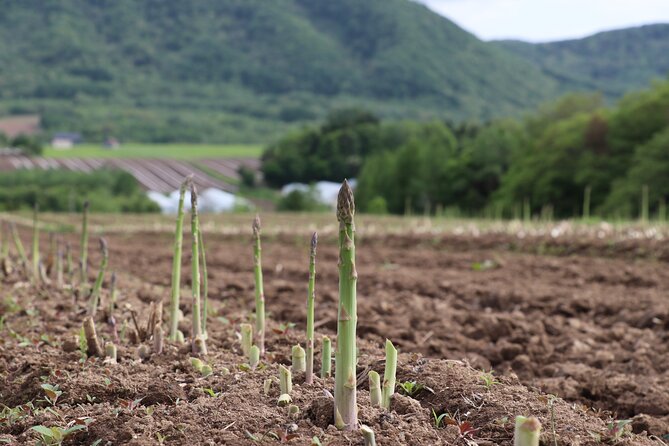 Harvest Experience in Akaigawa With Lunch Freshly Picked Veggies