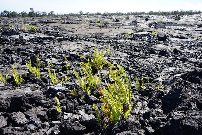 Hawaii Hilo Volcano Day Tour From Oahu Island and Pick-Up