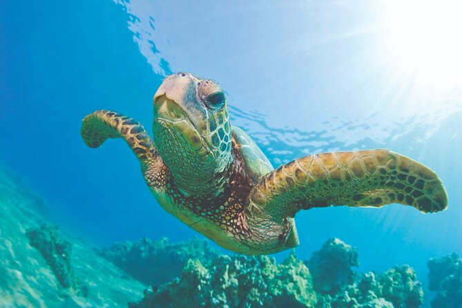 Hawaiian Sea Turtles and Snorkeling Experience in Kona With Lunch - Tour Overview