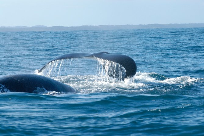 Hemel En Aarde Whale Coast + Wine Day Tour With Private Transfer - Tour Overview