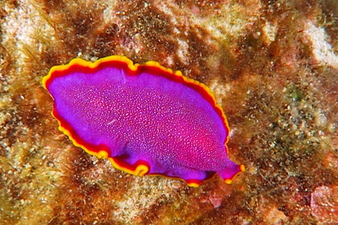 Hilos Remote Tropical Reef 2 Tank Boat Dive