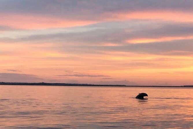 Hilton Head Dolphin Watching Cruise With Fireworks Display