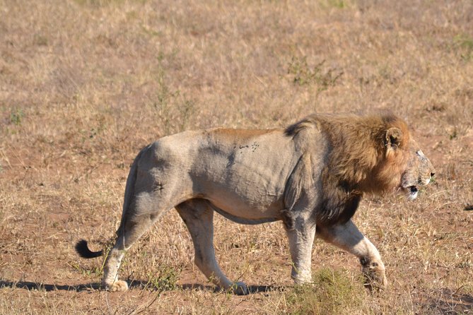 Hluhluwe Imfolozi Big 5 Safari Tour From Durban