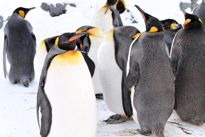 Hokkaido: Asahiyama Zoo, Furano, and Ningle Terrace Full Day Tour - Inclusions