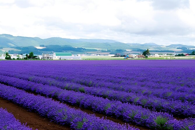 Hokkaido Furano and Biei Private Day Tour（Depart From Sapporo）